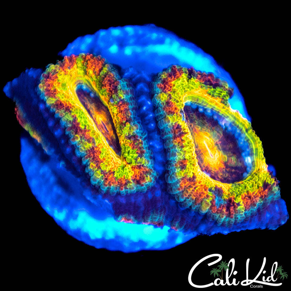 GATOR ACAN DOUBLE