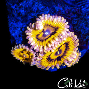 CK TIGER LILY ZOA QUAD