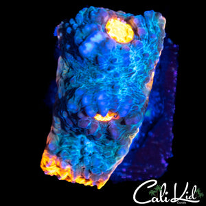 SOLOMAN ISLAND RAINBOW CHALICE FRAG