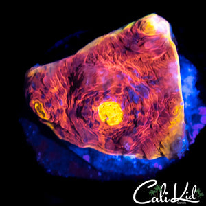 ULTRA RAINBOW CHALICE FRAG