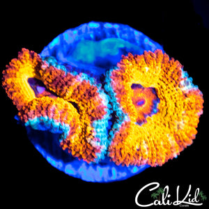 SILVER BULLET ACAN DOUBLE