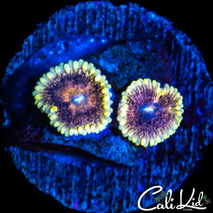 NEW MYSTERY ZOA DOUBLE