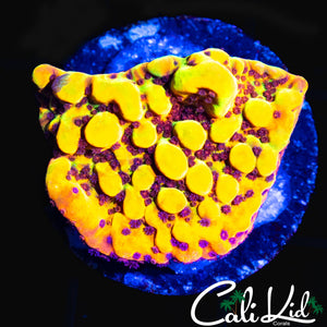 CK BUBONIC CHUNK