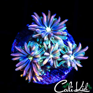 CK KALEIDOSCOPE GALAXIA