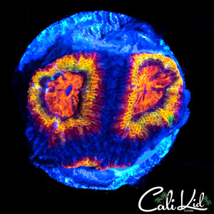 ULTIMARE RAINBOW ACAN TRIPLE