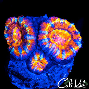 TONY THE TIGER ACAN TRIPLE