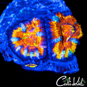 TONY THE TIGER ACAN DOUBLE