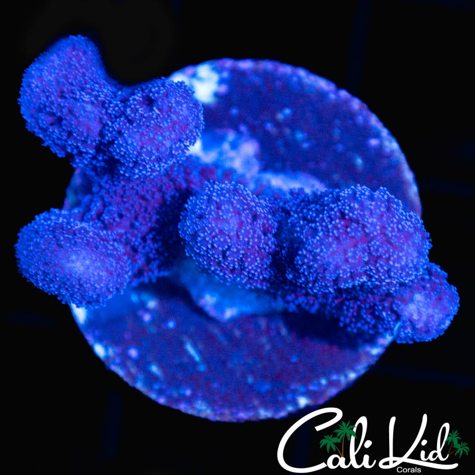 STYLOPHORA FRAG