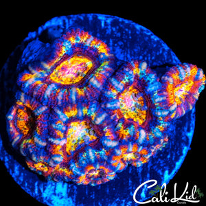 INSANE RAINBOW ACAN MINI COLONY