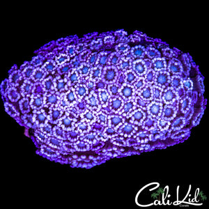 RAZZLE BERRY ALVEOPORA COLONY