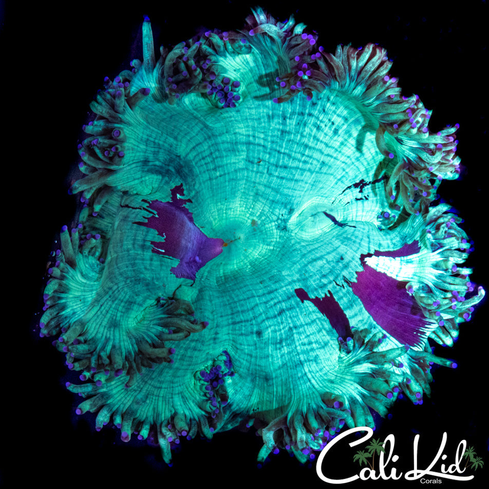 BLUE TIP MINI ELEGANCE COLONY