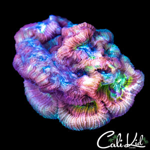 RARE RAINBOW FAVIA CHUNK