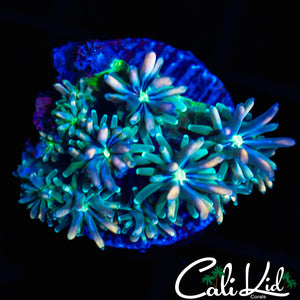 CK KALEIDOSCOPE GALAXIA