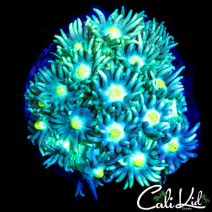 SUNFLOWER GONI