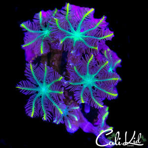 RAINBOW CLOVE POLYPS