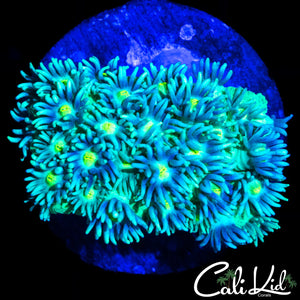 SUNFLOWER GONI