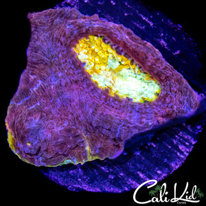 LARGE RAINBOW EYE CHALICE