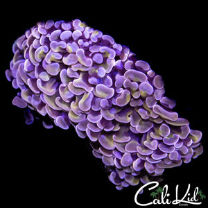 PURPLE / GOLD BRANCHING HAMMER DOUBLE