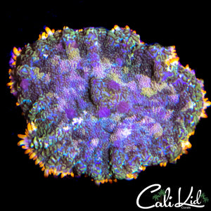 RAINBOW RIM RHODACTIS