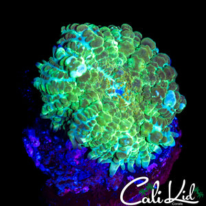 WHITE BUBBLE RHODACTIS