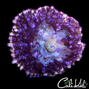 PURPLE BOT RHODACTIS