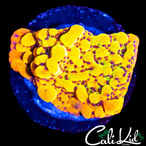 CK BUBONIC MONTI
