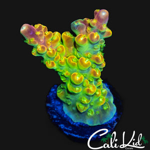 RAINBOW LOOM TYPE ACRO