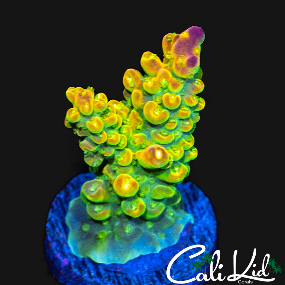 RAINBOW LOOM TYPE ACRO