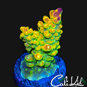 RAINBOW LOOM TYPE ACRO