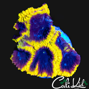 WOLVERINE PAW FAVIA