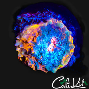 MYSTERY CHALICE FRAG