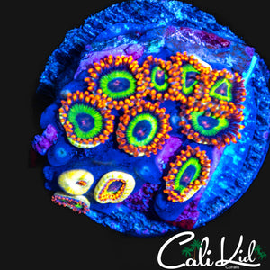 FRUIT LOOPS MINI COLONY