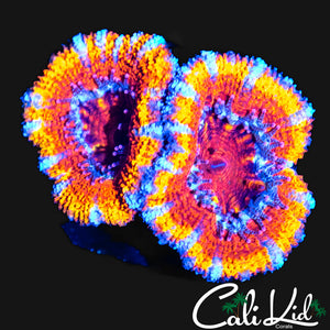ULTIMATE RAINBOW ACAN DOUBLE