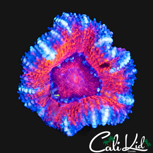 ULTRA ACAN LORD