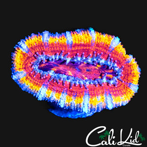 ULTIMATE RAINBOW ACAN