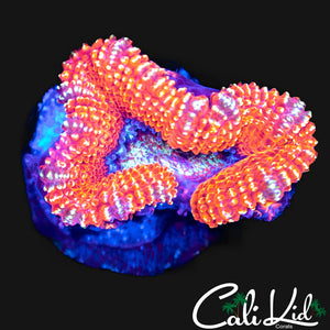 GOLDEN RING ACAN