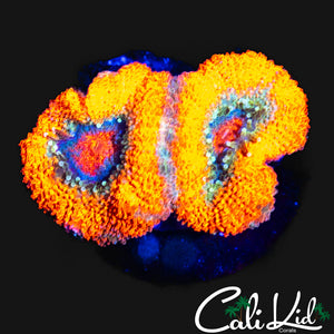 TANGERINE ACAN DOUBLE