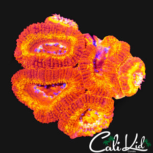 FLAMETHROWER ACAN MINI COLONY