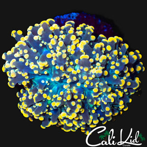 GOLDEN TIP BRANCHING FROGSPAWN