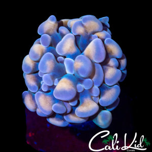 PASTEL BI COLOR BRANCHING HAMMER