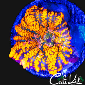 TRIPLE T MUSHROOM
