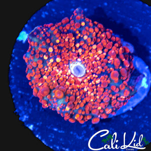 FIRE SPECKLED MUSHROOM