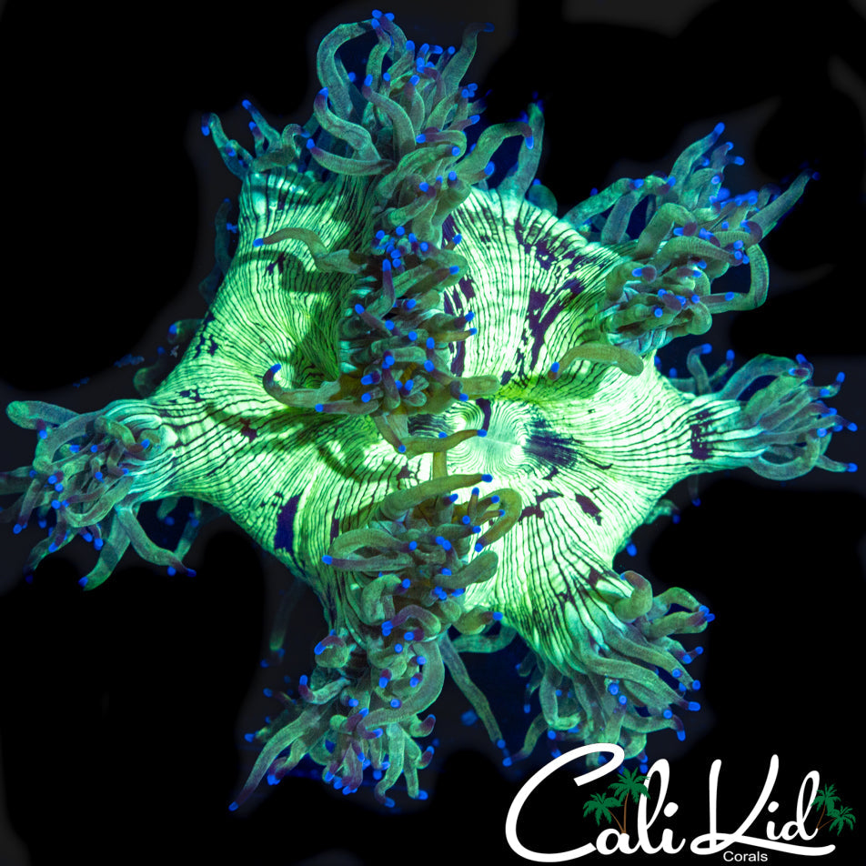 BLUE TIP MINI ELEGANCE COLONY