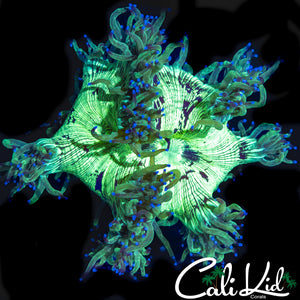 BLUE TIP MINI ELEGANCE COLONY
