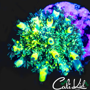 FUZZY BUMBLE BEE ACRO