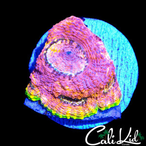 CK RAINBOW RIM ECHINATA