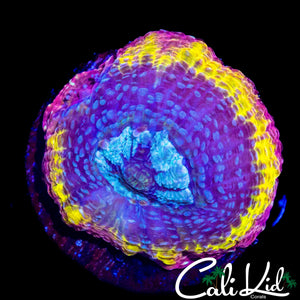 CB RAINBOW BOWERBANKI DOUBLE