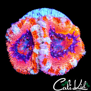 ULTRA ACAN DOUBLE