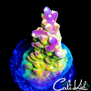 CK GOLDEN GODDESS ACRO