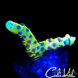 GRAFTED GOLDEN ROD ANACROPORA FRAG